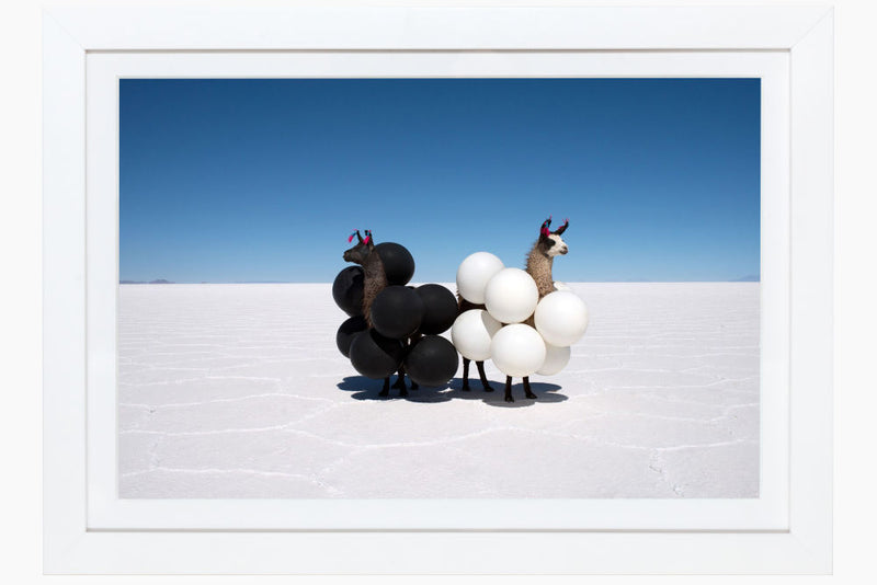 Llamas with Black and White Balloons, Gray Malin mini