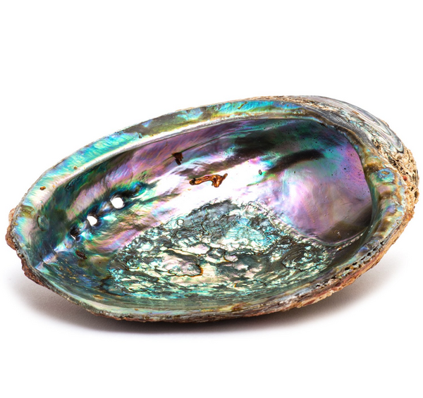 Abalone shell